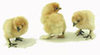 Murray McMurray 3 buff silkie chicks
