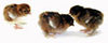 Murray McMurray 3 partridge cochin chicks