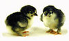 McMurray Hatchery Black Langshan baby chicks