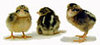 McMurray Hatchery Rose Comb Brown Leghorn chicks