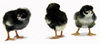 McMurray Hatchery Barred Rock chicks