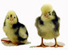 McMurray Hatchery White Crested Black Polish chicks