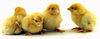McMurray Hatchery Buff Minorca chicks