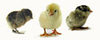 Murray McMurray Hatchery Ameraucana bantam chicks