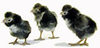 McMurray Hatchery Silver Polish chicks