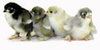 McMurray Hatchery Blue Cochin Chicks