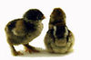 McMurray Hatchery Dark Brahma chicks