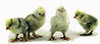 McMurray Hatchery Sultan chicks