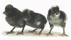 McMurray Hatchery Crevecoeur chicks