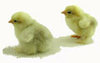 Murray McMurray Hatchery white frizzle chicks