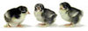 McMurray Hatchery 3 Black Frizzle Bantam chicks