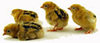 McMurray Hatchery Red Cap chicks