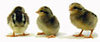 McMurray Hatchery Silver Leghorn chicks