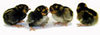 McMurray Hatchery Golden Laced Wyandotte chicks