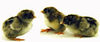 McMurray Hatchery Silver Penciled Rock chicks