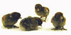 McMurray Hatchery Egyptian Fayoumis chicks