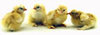 McMurray Hatchery Buff Cochin chicks
