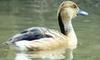 McMurray Hatchery Fulvous Tree Duck
