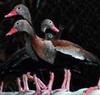 Black Bellied Tree Ducks