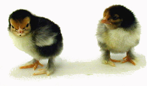Murray McMurray Hatchery - Golden Laced Cochin Bantams