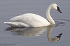 trumpeterswan