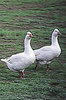 McMurray Hatchery Tufted Roman Geese