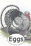 McMurray Hatchery Assorted Turkey Hatching Eggs jacky art drawing