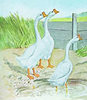 McMurray Hatchery White Chinese Geese