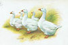 McMurray Hatchery White Embden Geese