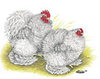 Murray McMurray Hatchery color pencil white frizzle bantam pair