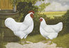 McMurray Hatchery White Giant Jacky colored drawing