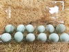 McMurray Hatchery Whiting True Blue eggs