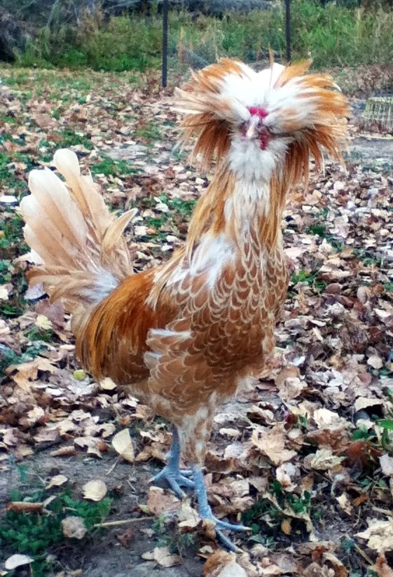 Polish Rutter this is our favorite polish rooster rascal out for a stroll on a fine ...