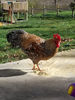 McMurray Hatchery Bielefelder rooster