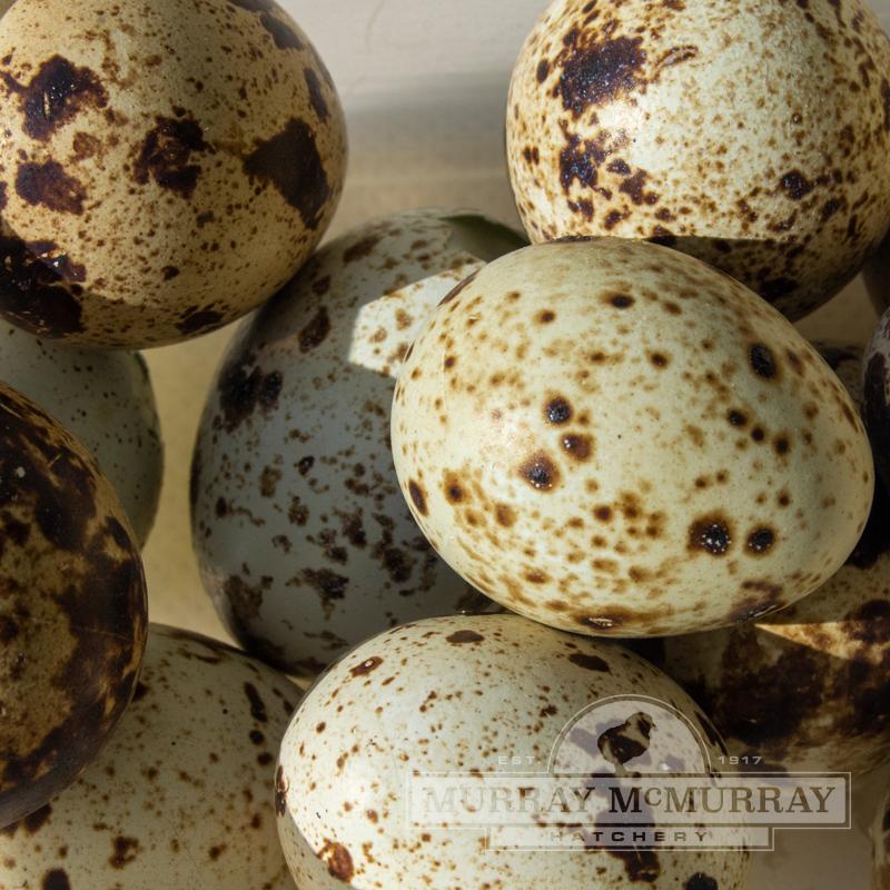 California Valley Quail Hatching Eggs