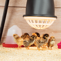 McMurray Hatchery Heat Lamp with Safety Guard