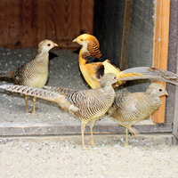 McMurray Hatchery Yellow Golden Pheasants